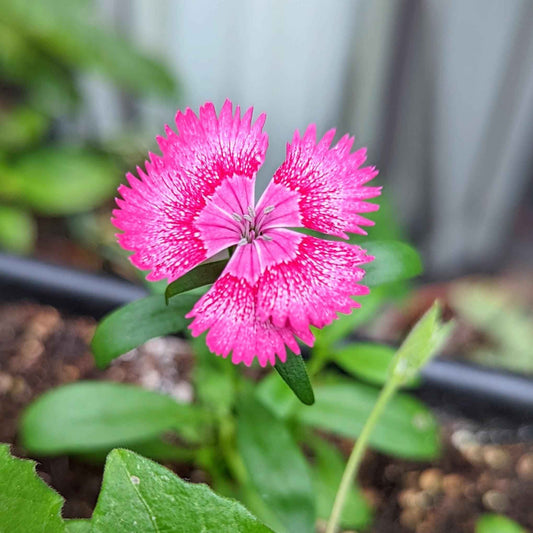 Dianthus Seeds - Blessings Grow Meadows -