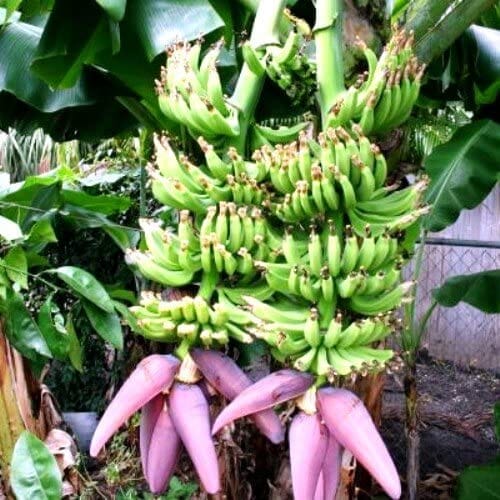 Double Mahoi Dwarf Banana Plant - Blessings Grow Meadows -