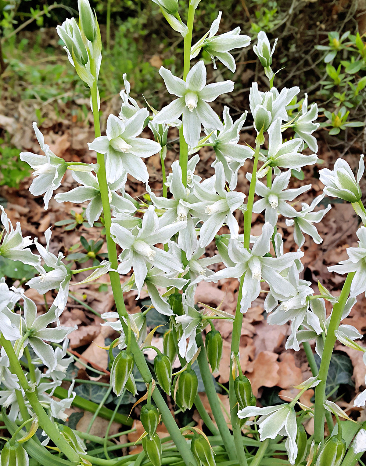 Drooping Star of Bethlehem - 25 bulbs