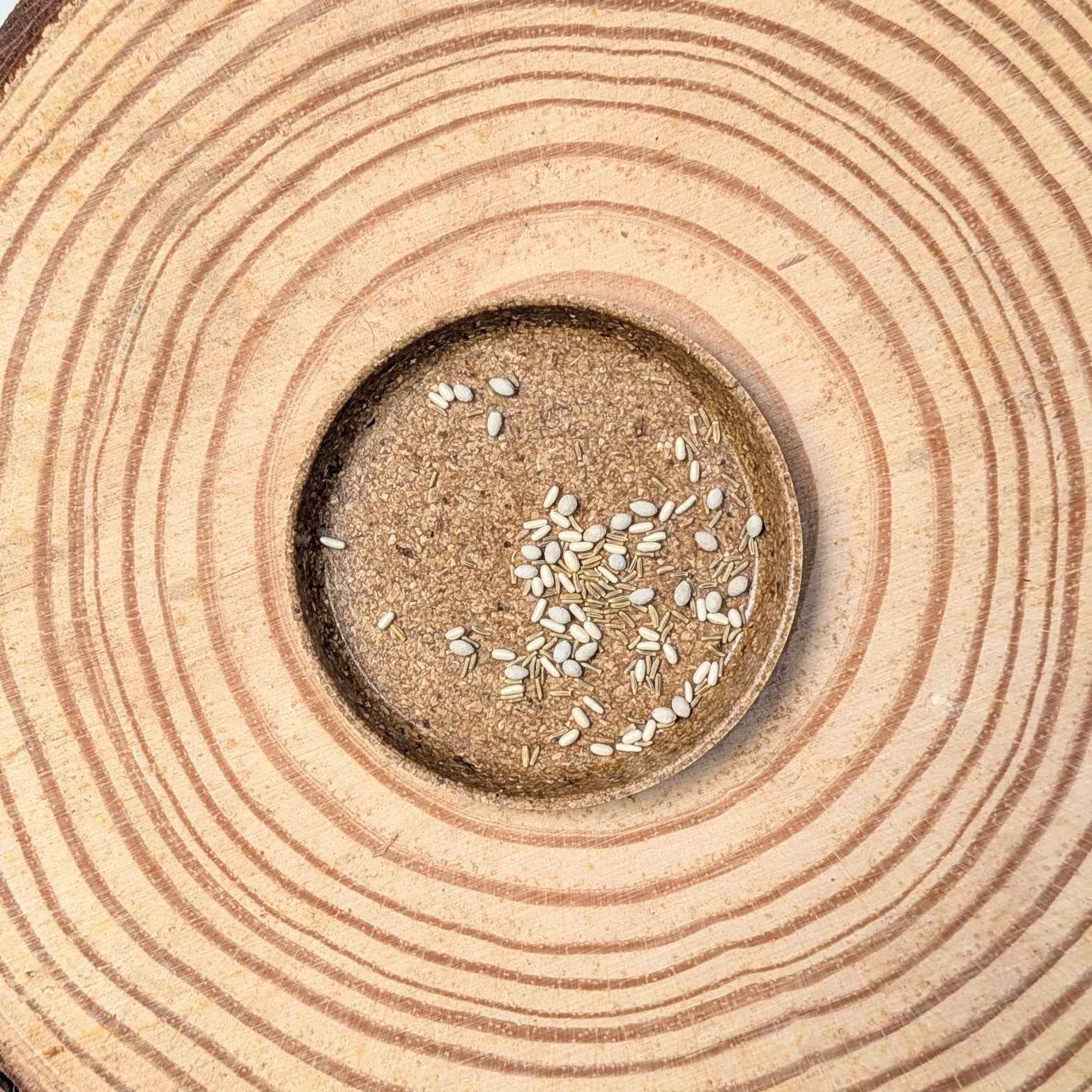 Dusty Miller Mix Seeds - Blessings Grow Meadows -