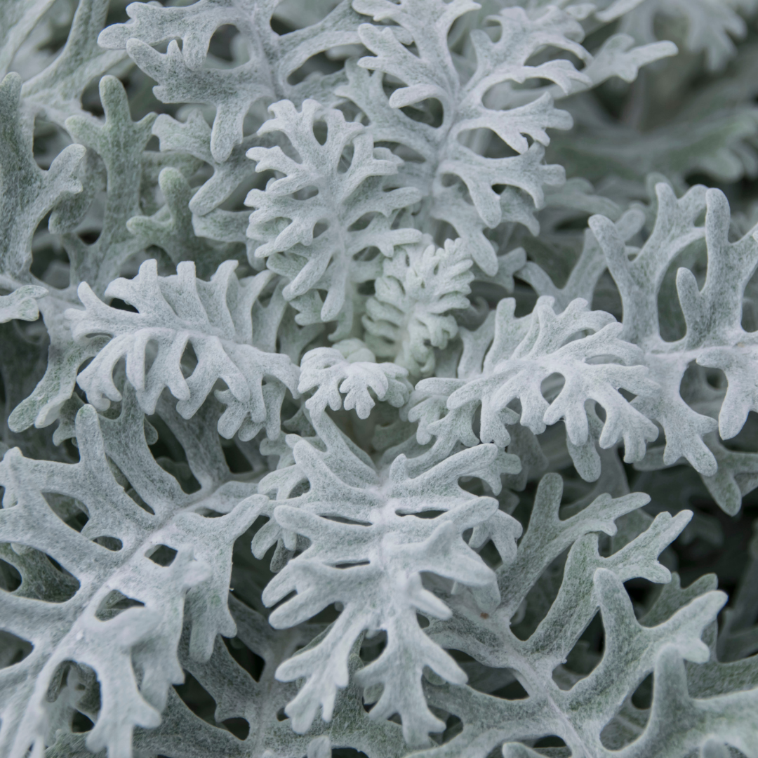Dusty Miller Mix Seeds - Blessings Grow Meadows -