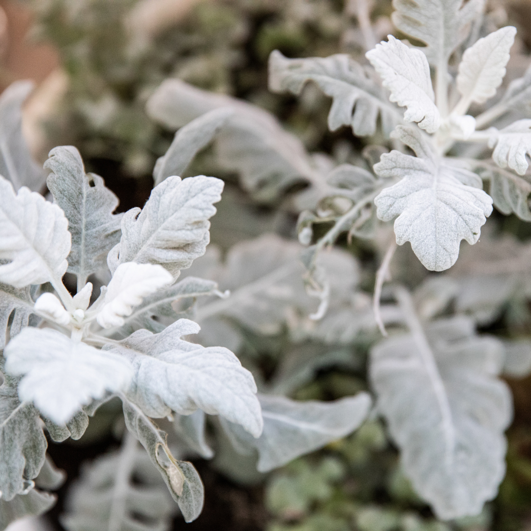 Dusty Miller Mix Seeds - Blessings Grow Meadows -