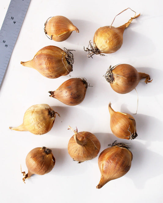 Golden Giant Iris hollandica bulbs from BloomingBulb, showing vibrant yellow and purple flower bulbs for planting.