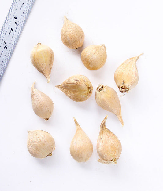 Cluster of 10 blooming Clairette Dwarf Iris reticulata bulbs from BloomingBulb, ready for planting in early spring.