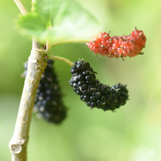 Dwarf Everbearing Mulberry tree from The Farm On Central with lush green leaves and ripening mulberries on its branches.