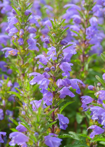 Fresh Moldavian Balm herb, Dragon Balm (Dracocephalum moldavica), with green leaves and delicate purple flowers, from Sow Exotic.