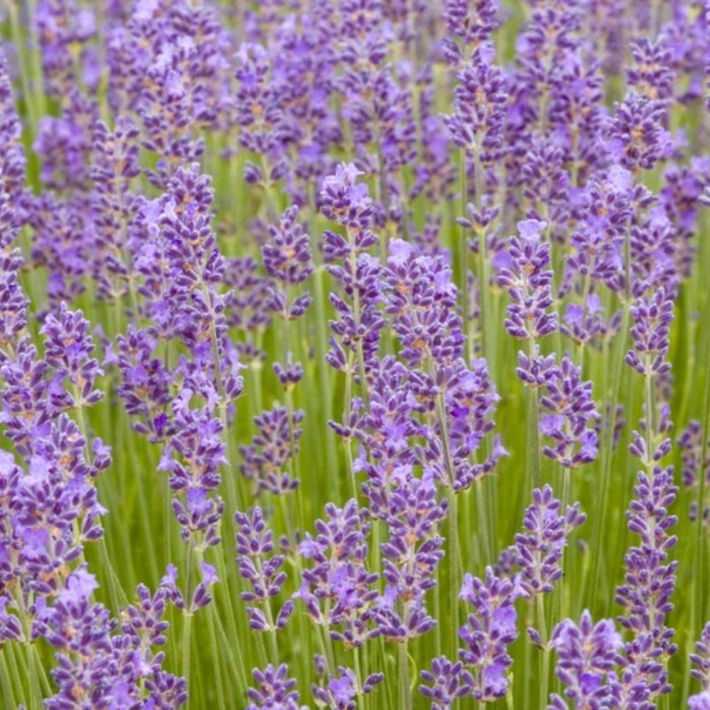 Munstead Lavender - Blessings Grow Meadows