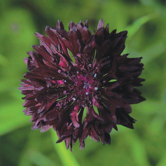 Bachelor's Buttons Black - Blessings Grow Meadows