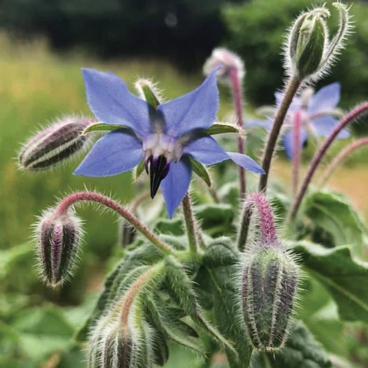 Borage - Blessings Grow Meadows