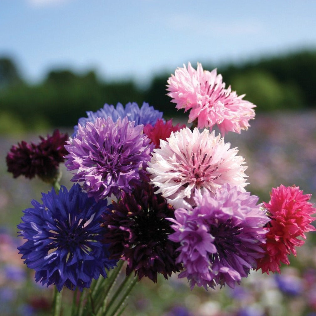 Bachelor's Buttons Mix - Blessings Grow Meadows