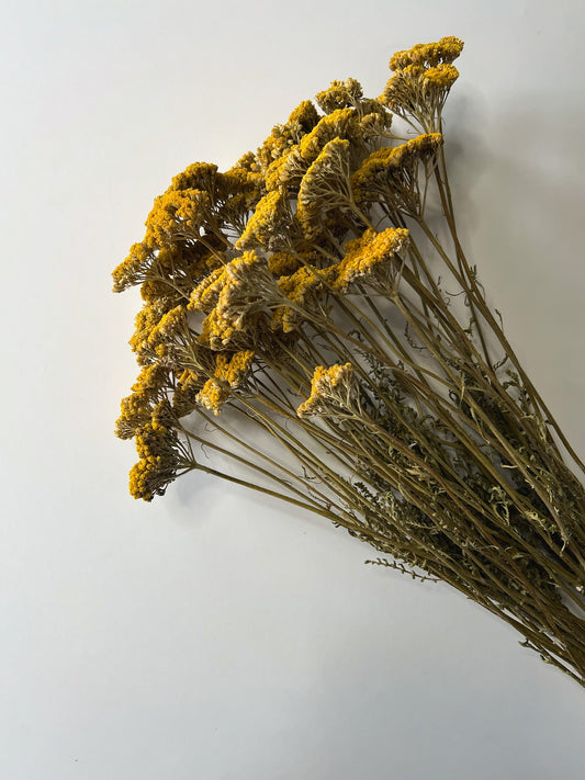 Dried Yellow Yarrow