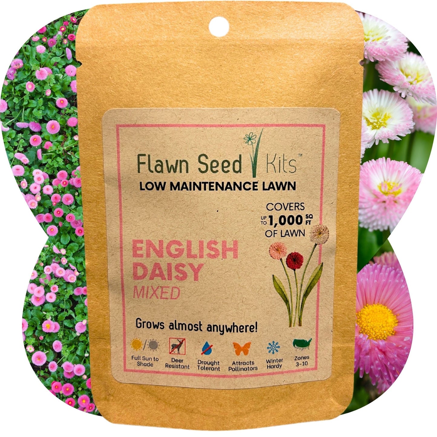 English Daisy 'Mixed' Seed Pouch - Blessings Grow Meadows