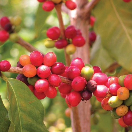 Coffee Seeds (coffea arabica) - Blessings Grow Meadows