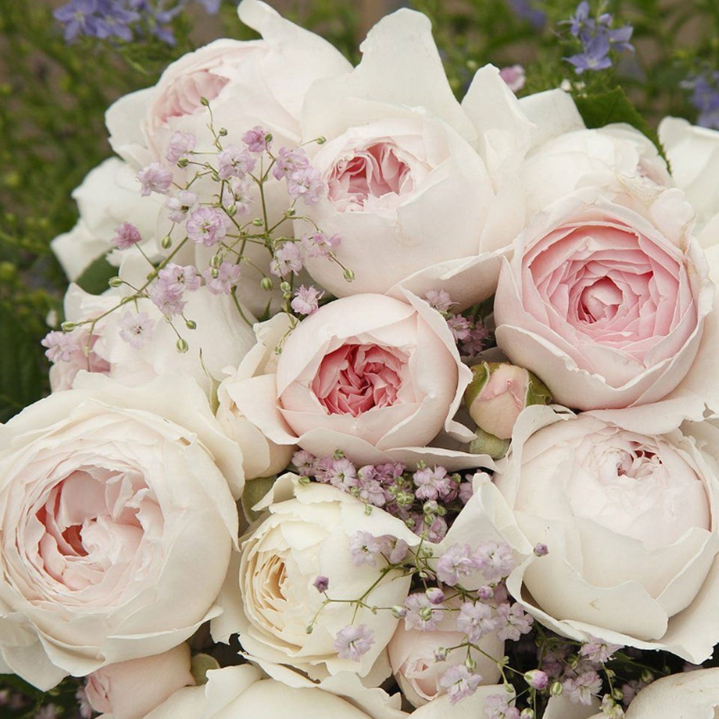 Fresh Garden Living Earth Angel rose plant in 1.5-gallon pot with lush pink blossoms, perfect for garden or landscape.
