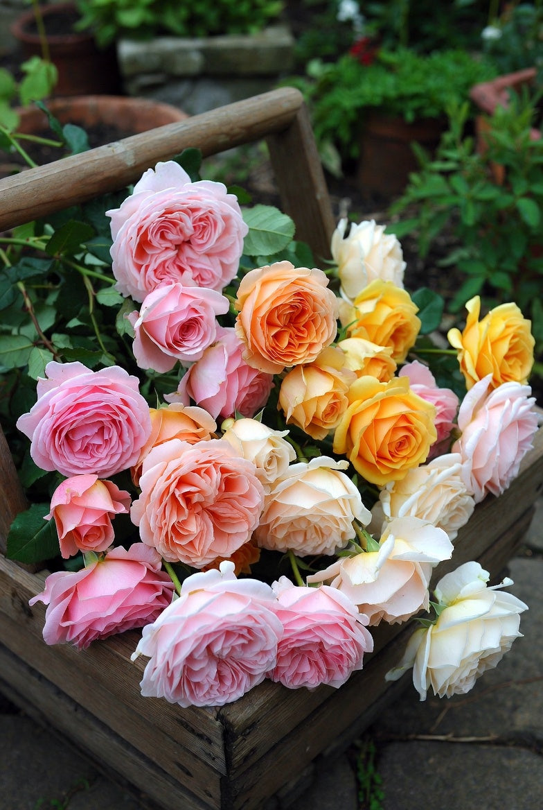 Fresh Garden Living Earth Angel rose plant in a 1.5-gallon pot with creamy pink blooms and lush green foliage.