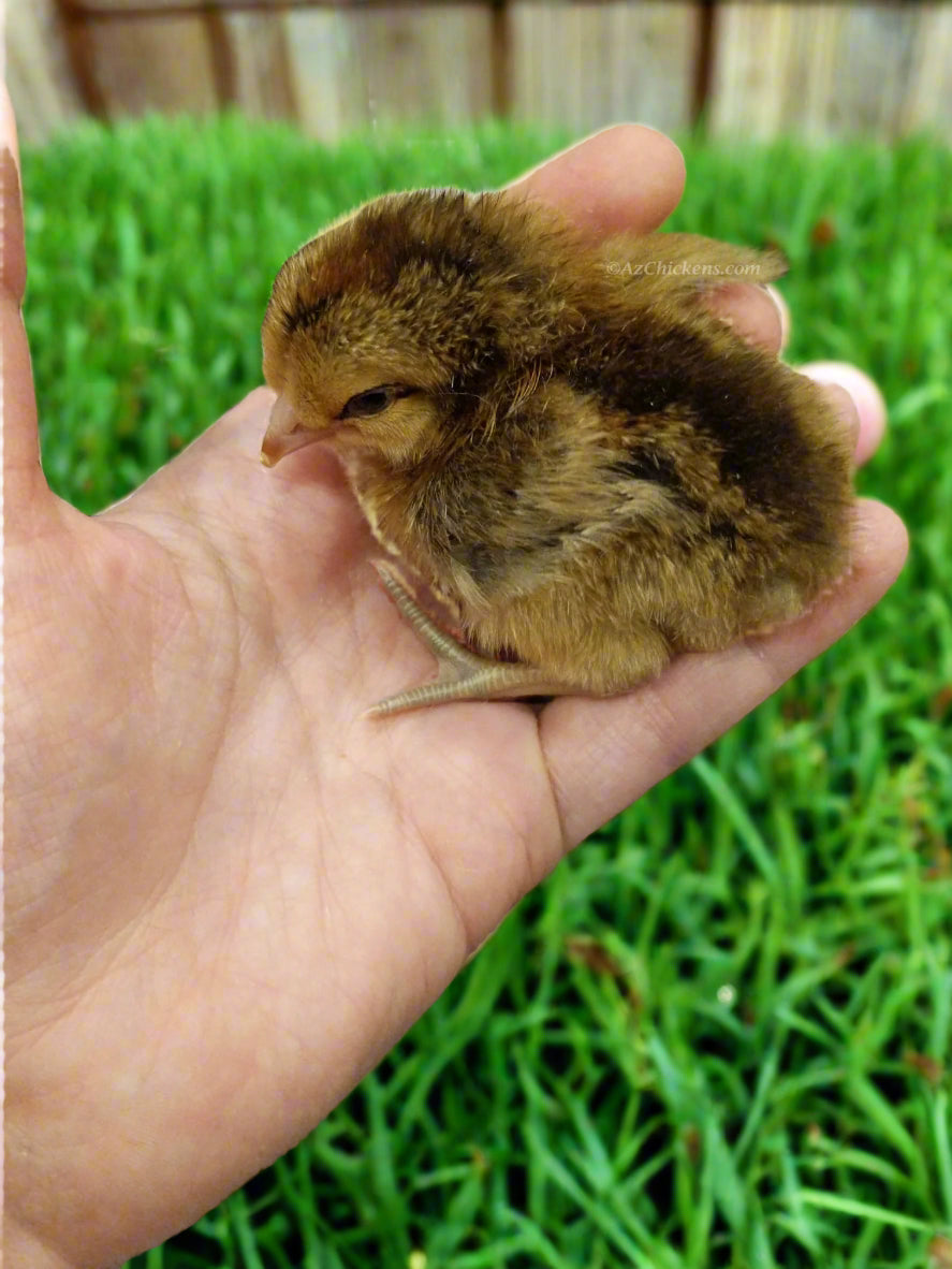 Easter Egger Chicks – Buy 10 + 5 Bonus Free (15 All-Female, Shipping Included) - Blessings Grow Meadows