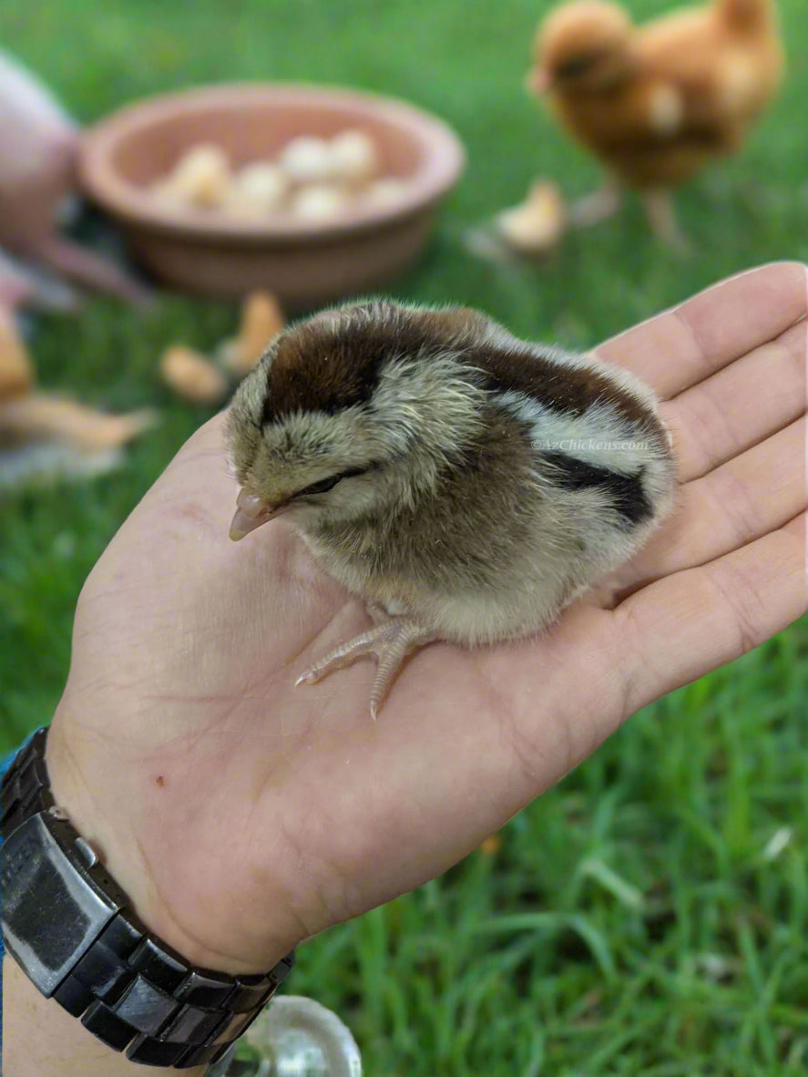 Easter Egger Chicks – Buy 10 + 5 Bonus Free (15 All-Female, Shipping Included) - Blessings Grow Meadows