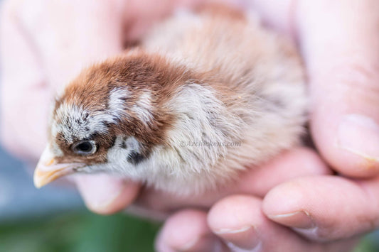 Easter Egger Chicks – Buy 10 + 5 Bonus Free (15 All-Female, Shipping Included) - Blessings Grow Meadows