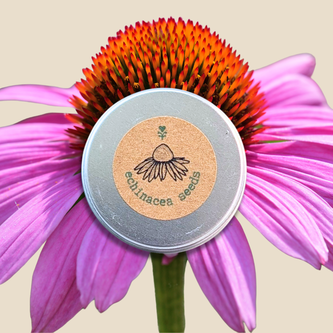 Echinacea Seeds - Blessings Grow Meadows -