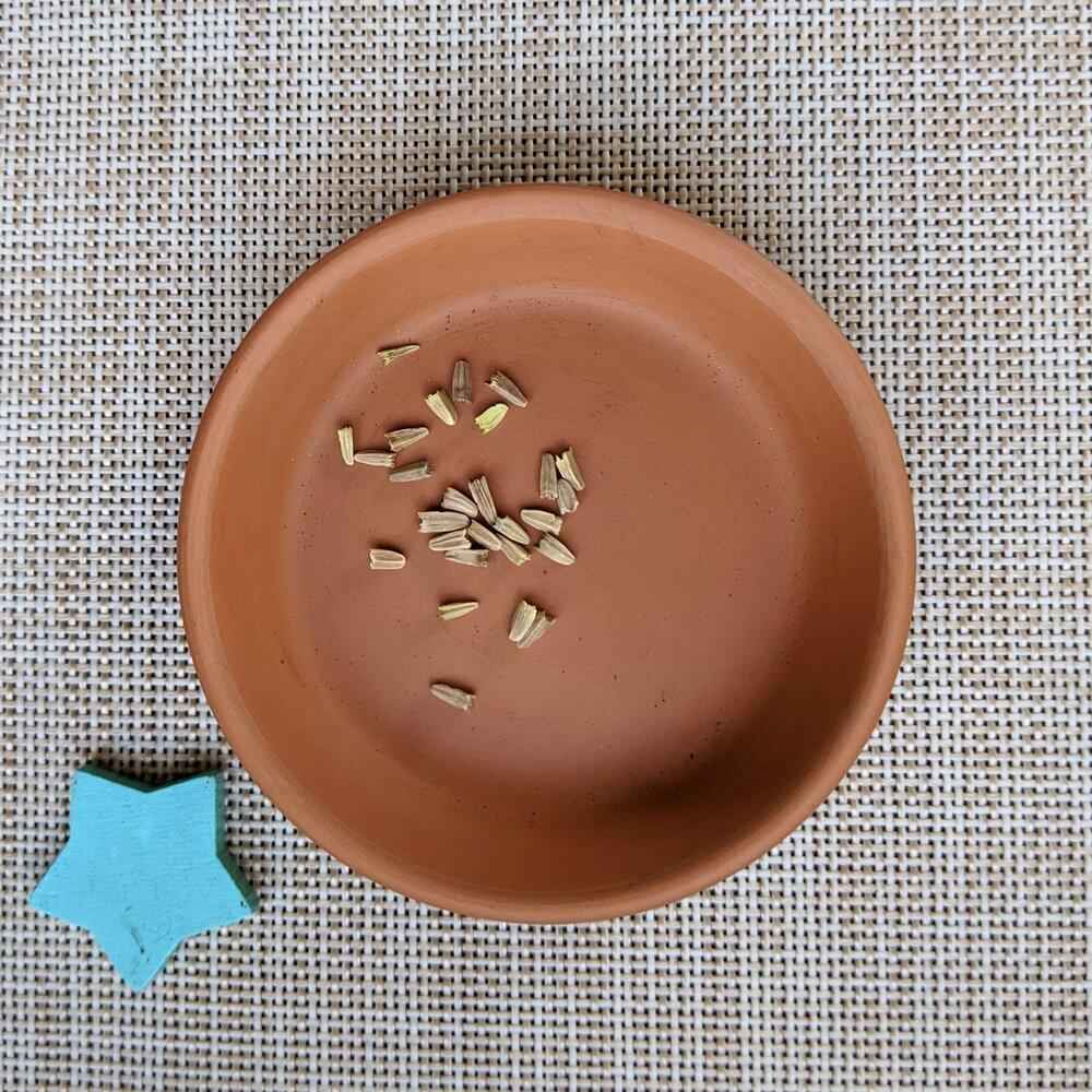 Echinacea Seeds - Blessings Grow Meadows -