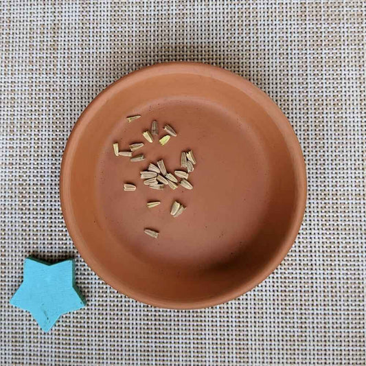 Echinacea Seeds - Blessings Grow Meadows -