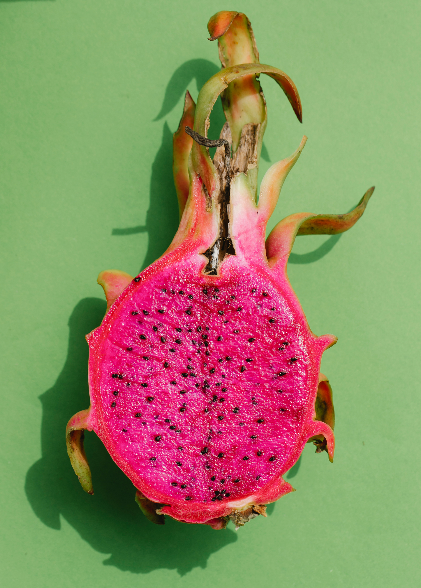 Healthy Edgar's Baby dragon fruit plant by Sow Exotic with vibrant green stems and developing fruit on a lush, tropical setting.