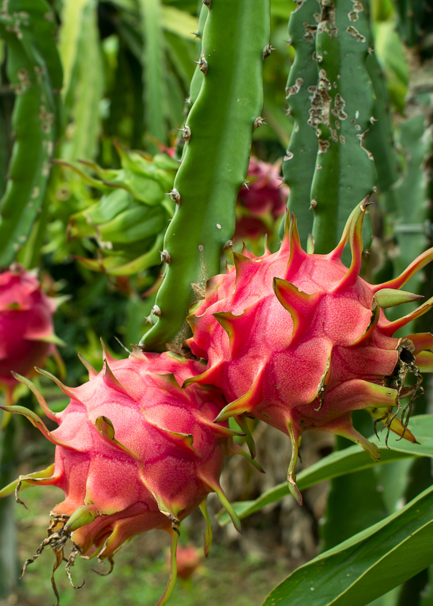 Dragon Fruit 'Edgar's Baby' fruiting plant by Sow Exotic, showcasing vibrant pink dragon fruit and lush green cactus stems.