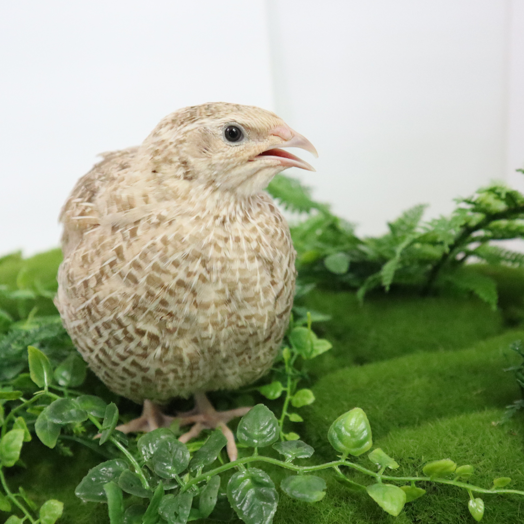 Fertile Egyptian Gold Quail Eggs from Quailz.com, showing two eggs with smooth, speckled brown and gold shells.