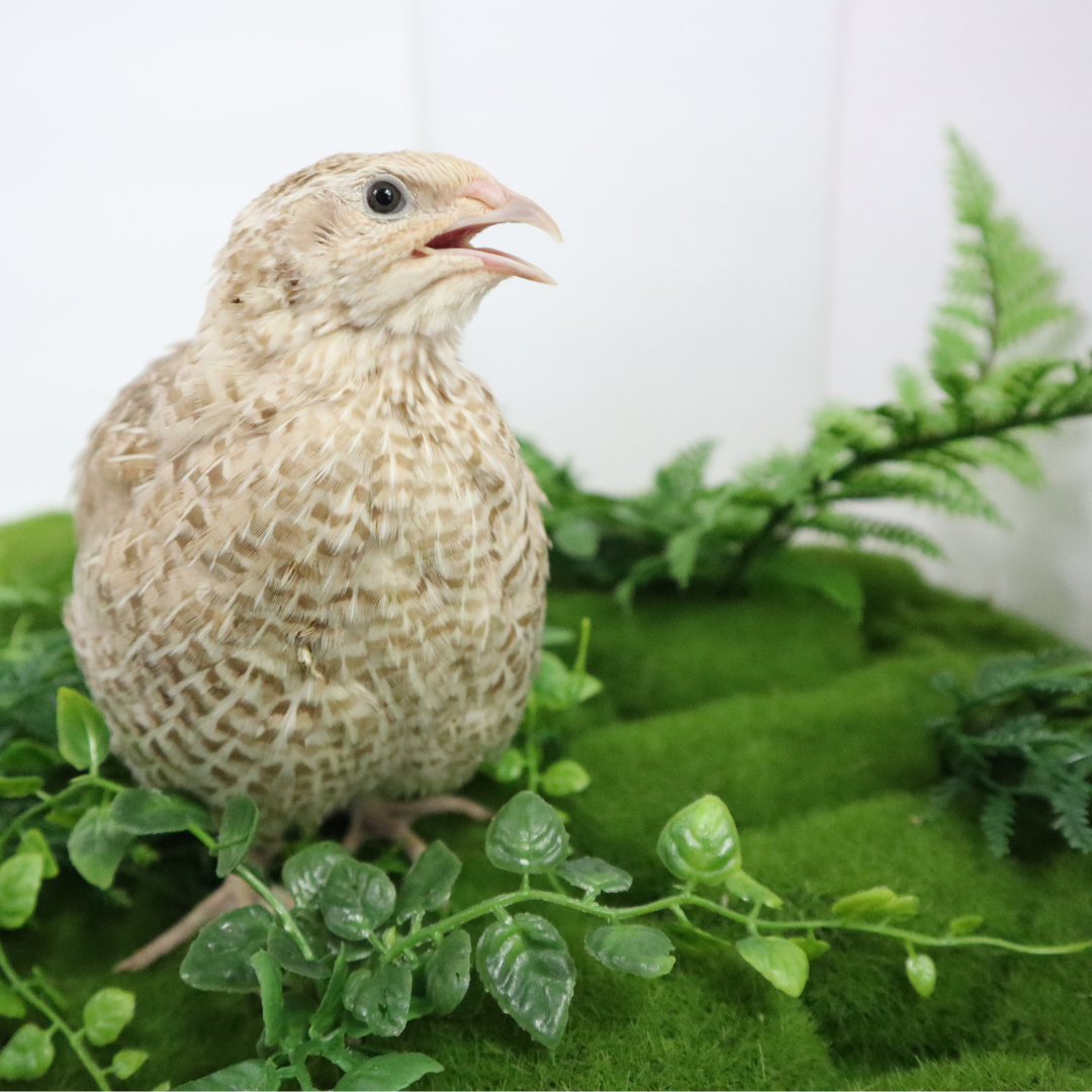 Fertile Egyptian Gold Quail Hatching Eggs from Quailz.com by Undique LLC, displayed on a white background.
