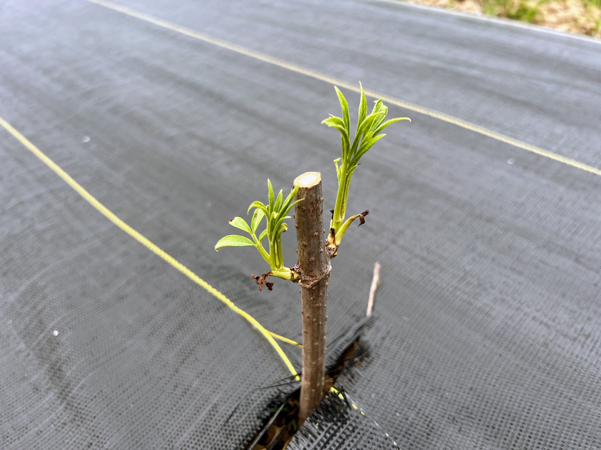 Fresh East Grove Elderberry plant sprouting with green leaves, from The Farm On Central.