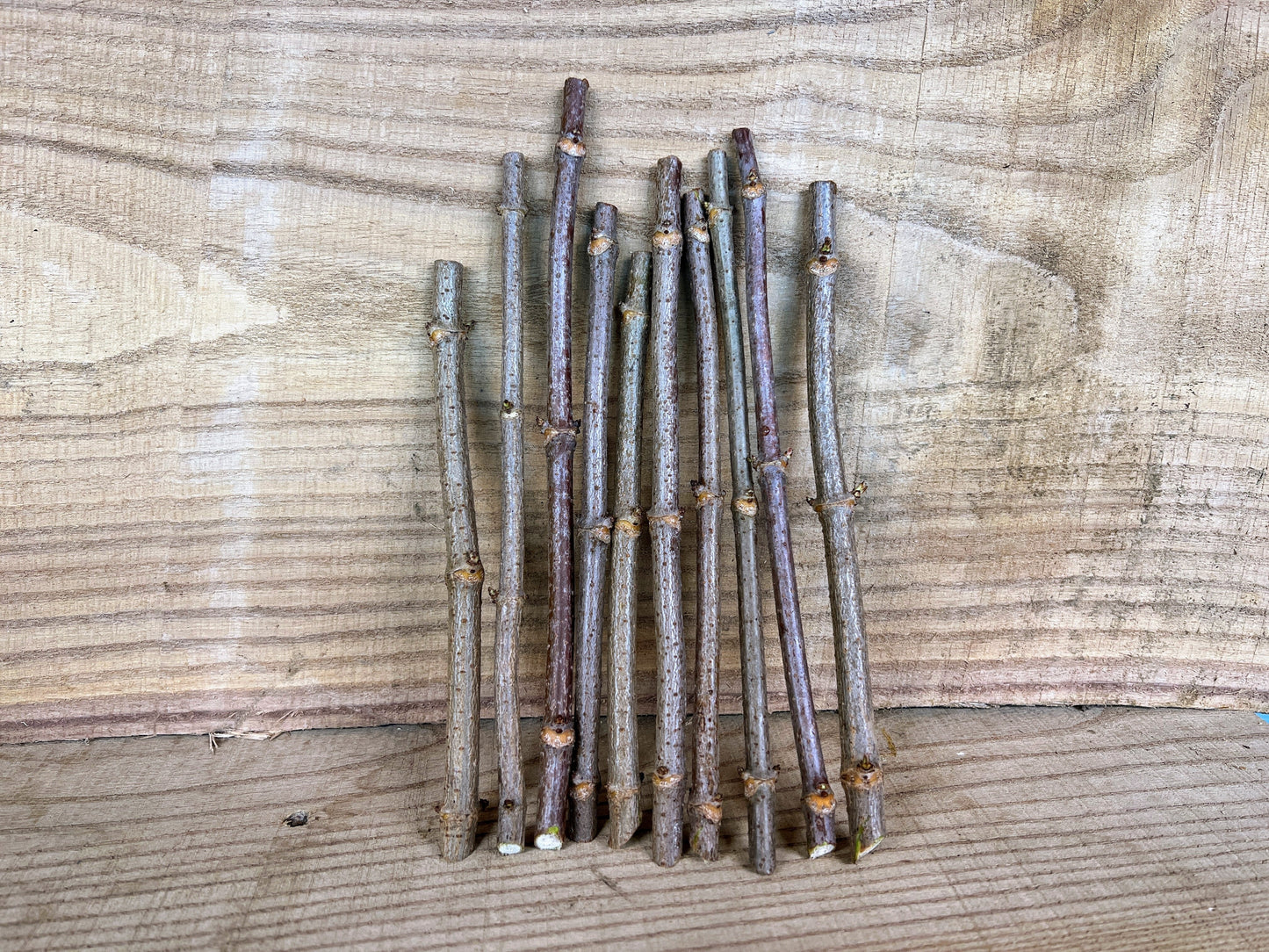 Wyldewood Elderberry