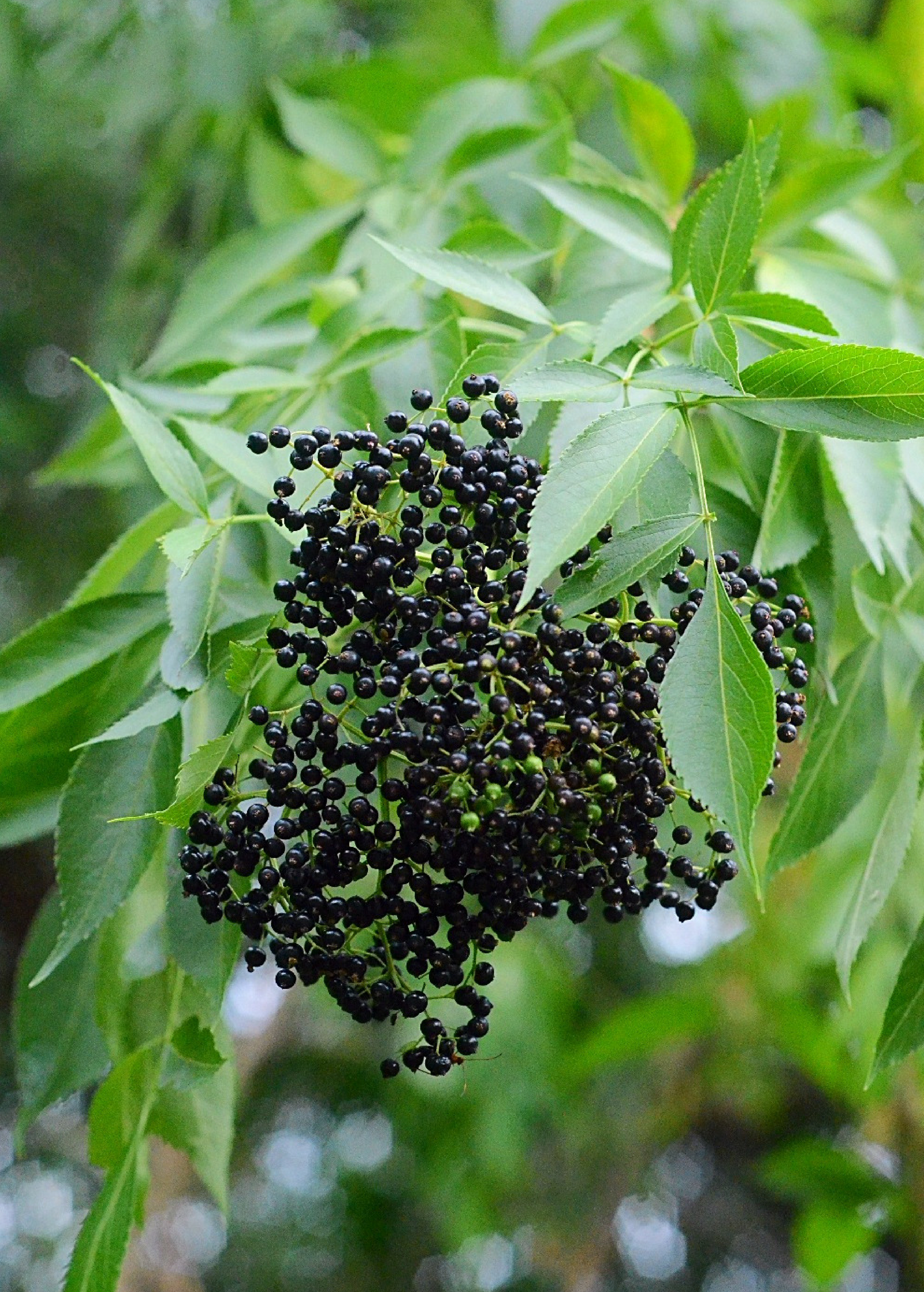 Florida native elderberry herb plant with clusters of ripe purple elderberries on lush elderflower branches.