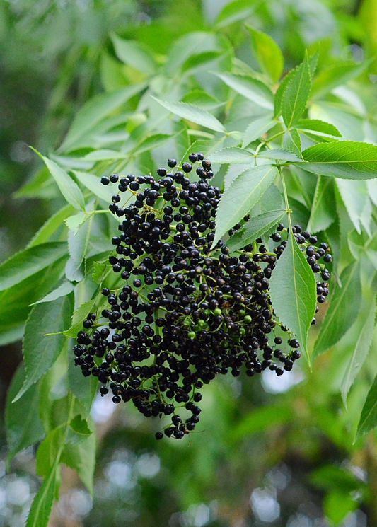 Florida native elderberry herb plant with clusters of ripe purple elderberries on lush elderflower branches.