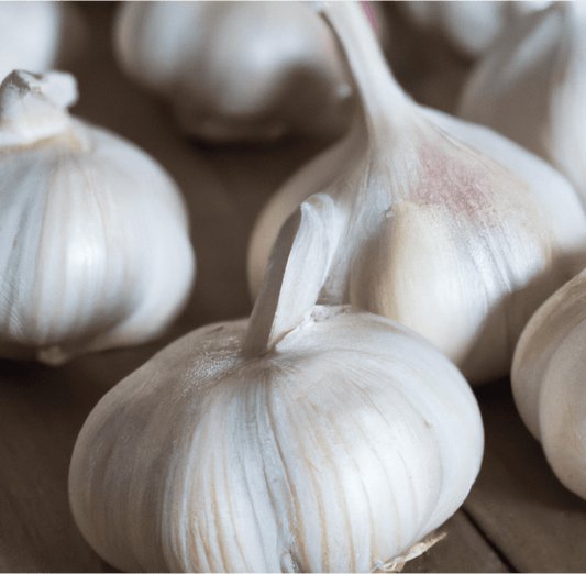 Elephant Garlic (Lb) - Blessings Grow Meadows