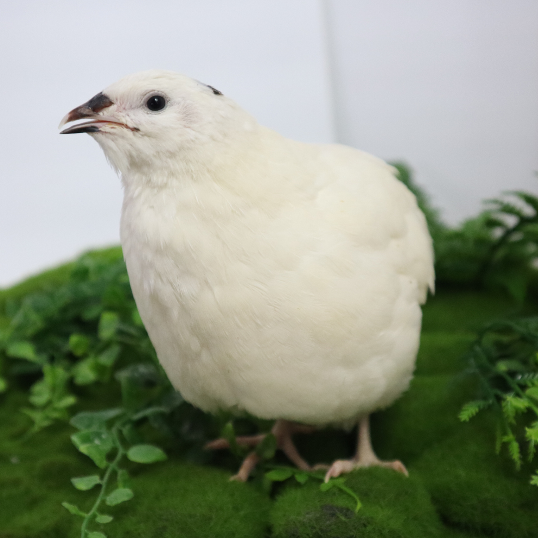 Jumbo white Coturnix quail eggs from Quailz.com with a white bird, ideal for hatching by breeders and hobbyists.