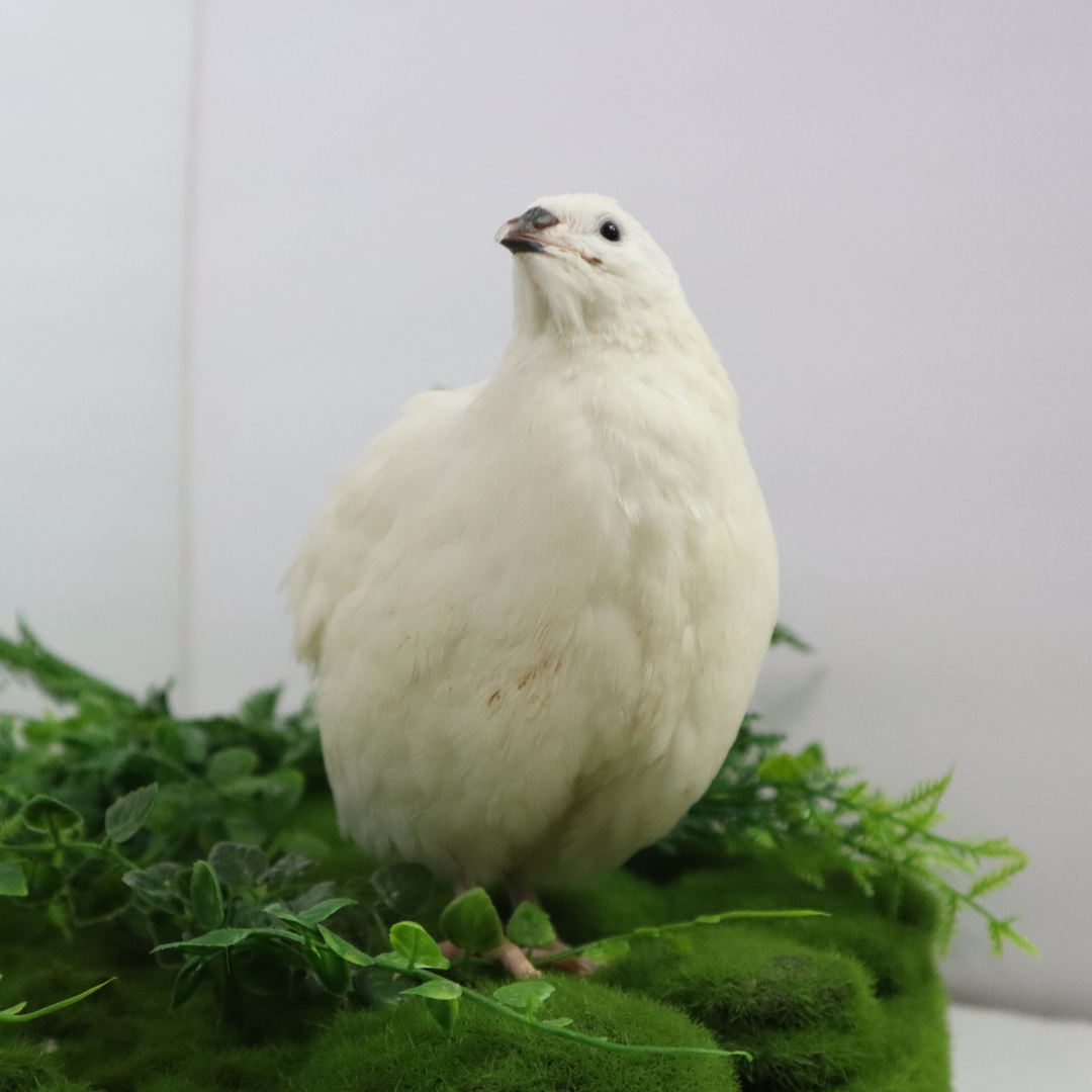 Black and white edition quail hatching eggs from Quailz.com, with speckled white and dark markings on the eggshells.