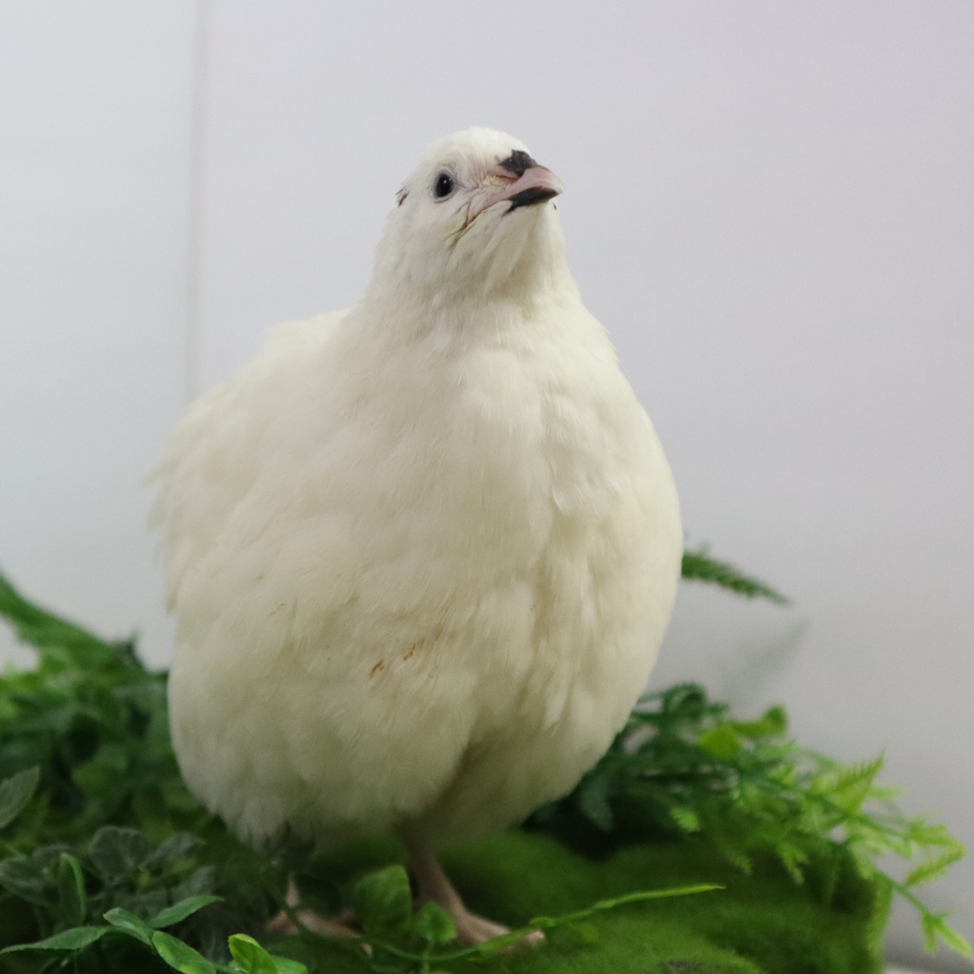 Jumbo white Coturnix quail eggs from Quailz.com, freshly collected for hatching, suitable for homesteaders and breeders.