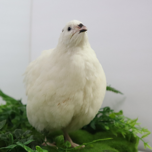 Jumbo white Coturnix quail eggs from Quailz.com, freshly collected for hatching by homesteaders and breeders.