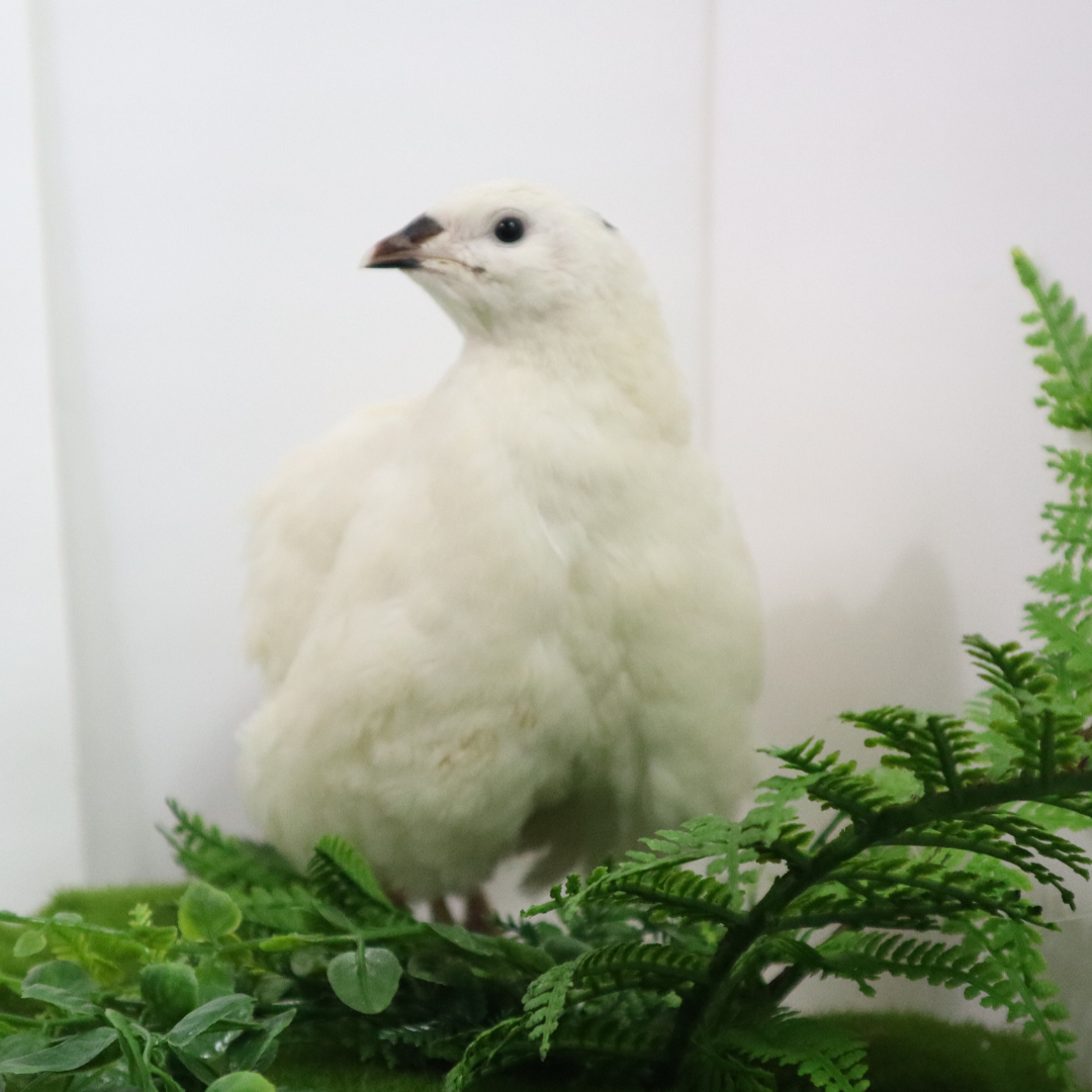 Jumbo white Coturnix quail hatching eggs from Quailz.com, freshly collected, ideal for breeders and hobbyists.