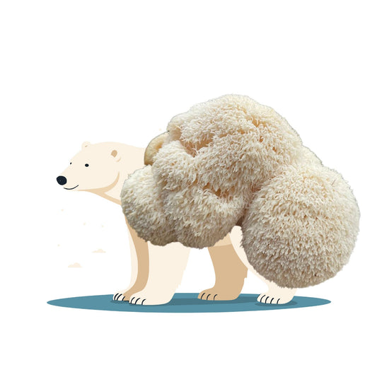 Eskimush Bear - Lion's Mane Mushroom Grow Kit - 6.5 LBS - Blessings Grow Meadows