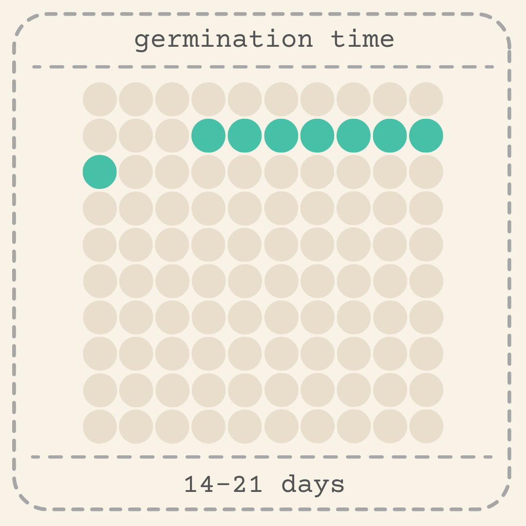 Eucalyptus Citriodora Lemon Eucalyptus Seeds - Blessings Grow Meadows -