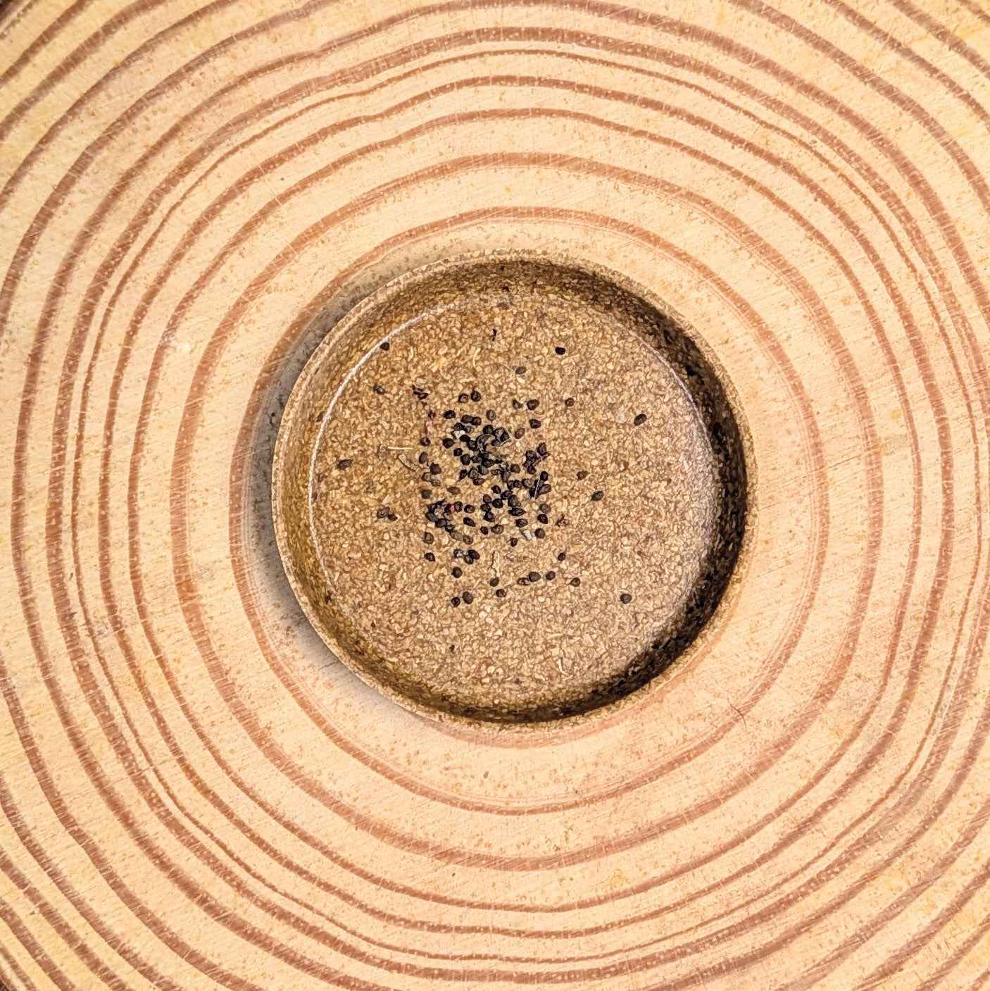 Eucalyptus Polyanthemos Red Box Seeds - Blessings Grow Meadows -