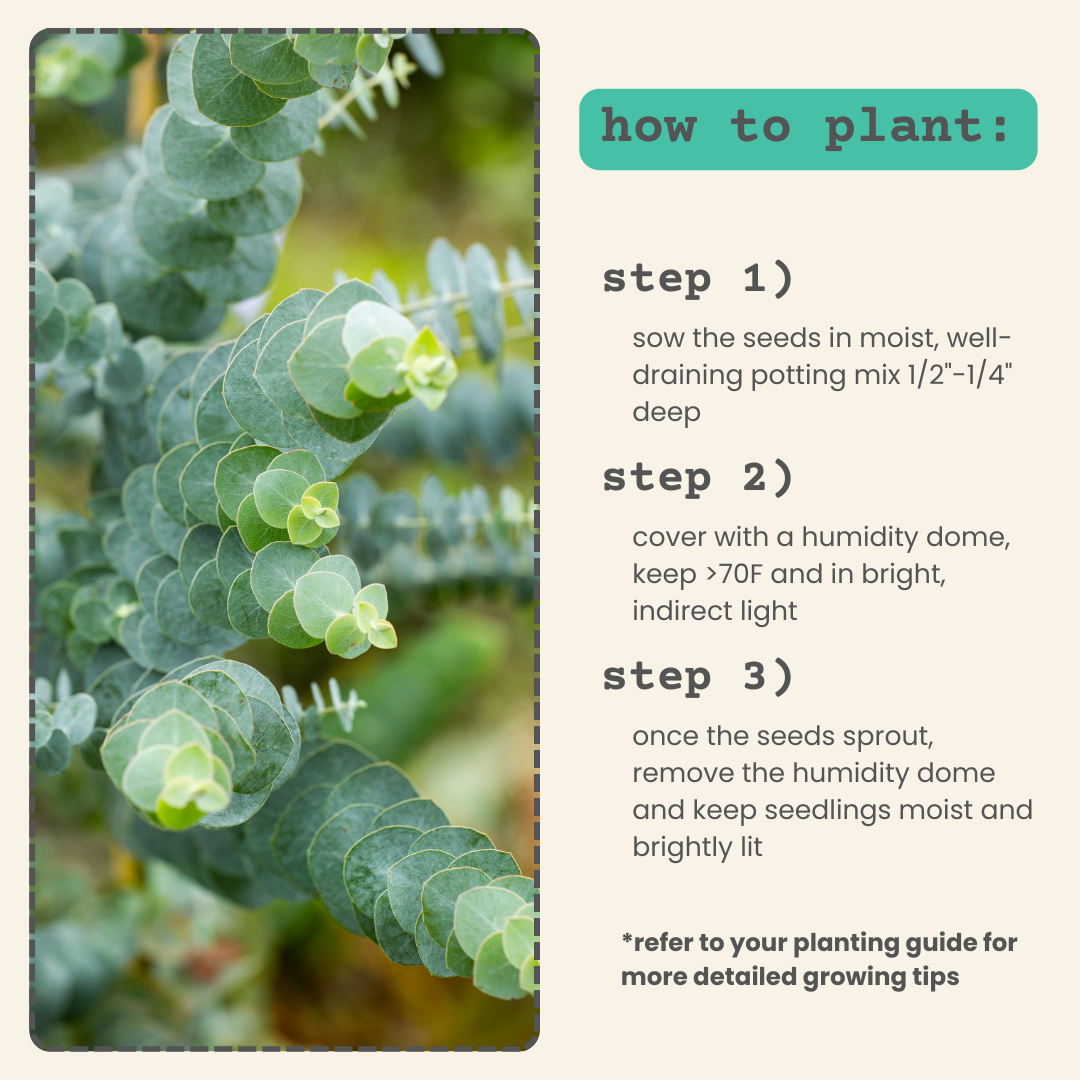 Eucalyptus Pulverulenta Baby Blue Seeds - Blessings Grow Meadows -