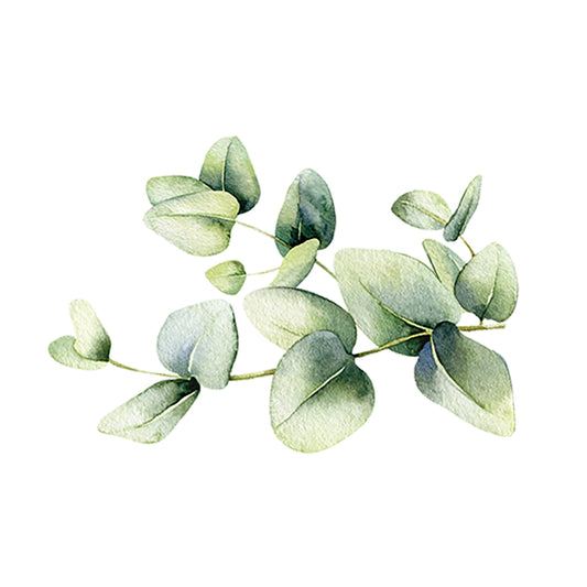 A watercolor illustration of green eucalyptus branches, inspired by Rustic Strengths Eucalyptus Essential Oil, isolated on a white background.
