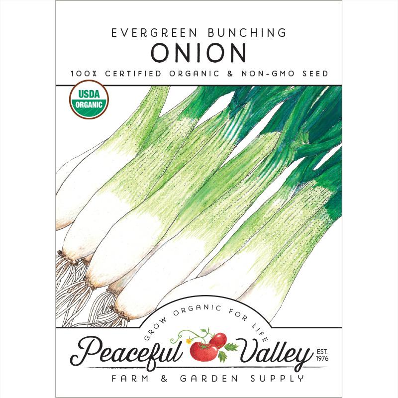 Evergreen Bunching Onion Seeds (Organic) - Blessings Grow Meadows