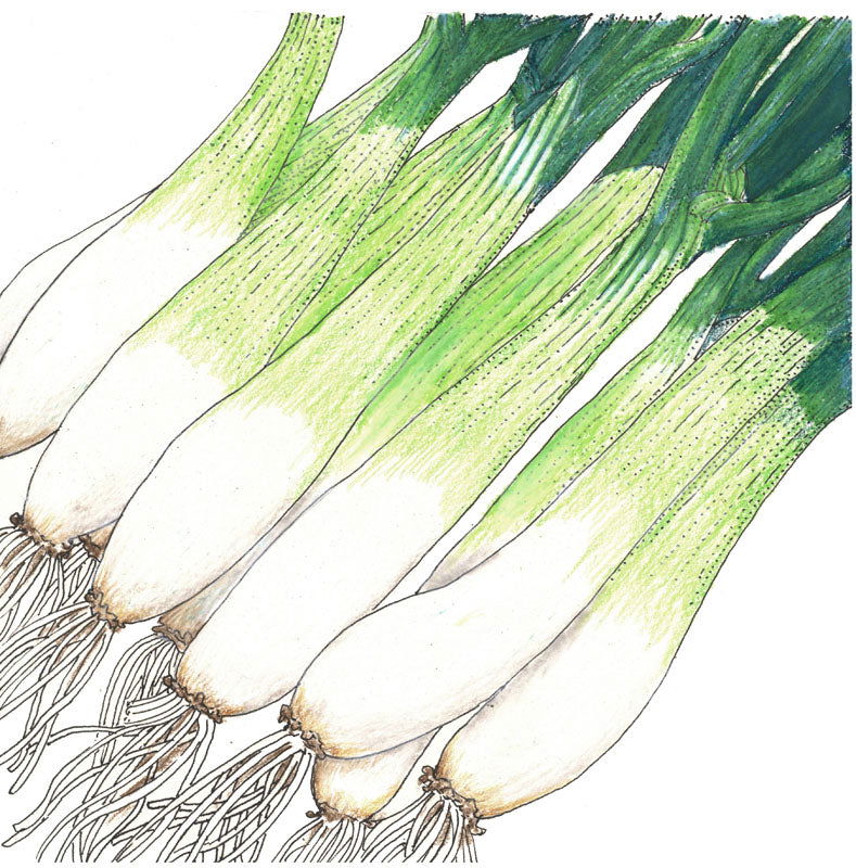 Evergreen Bunching Onion Seeds (Organic) - Blessings Grow Meadows