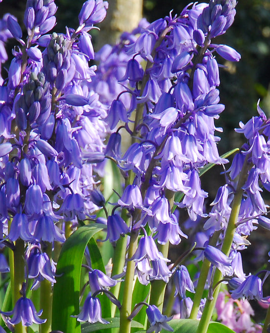 Excelsior Spanish Bluebells blooming in a garden, showcasing vibrant blue flowers from BloomingBulb's specialty bulb collection.