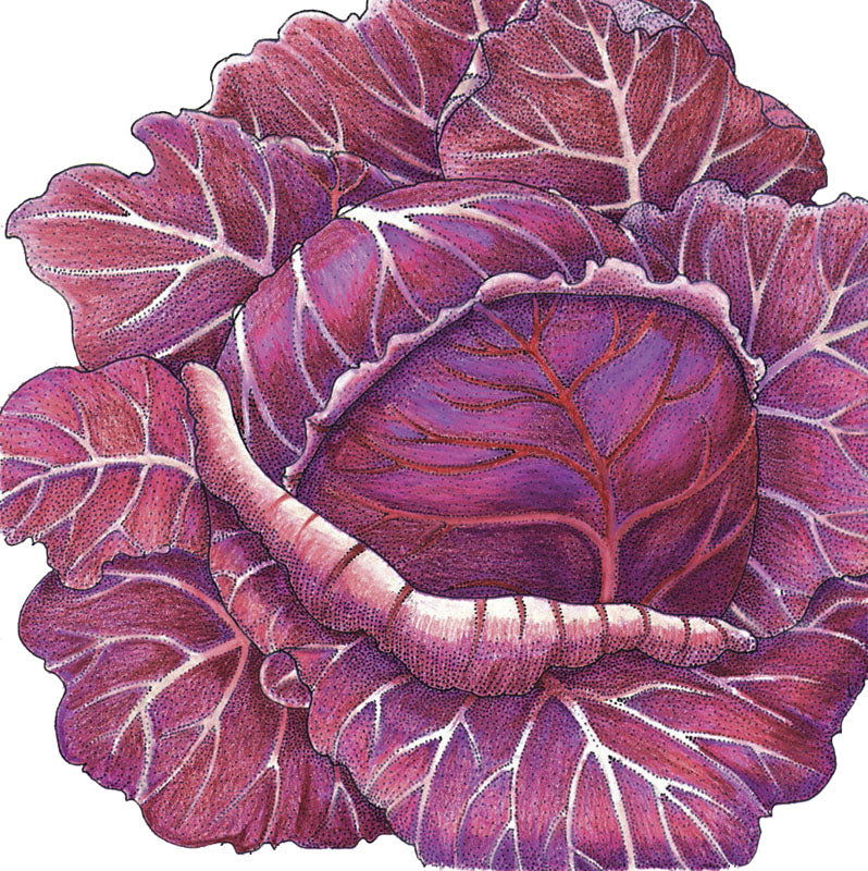 Express Red Cabbage Seeds (Organic) - Blessings Grow Meadows