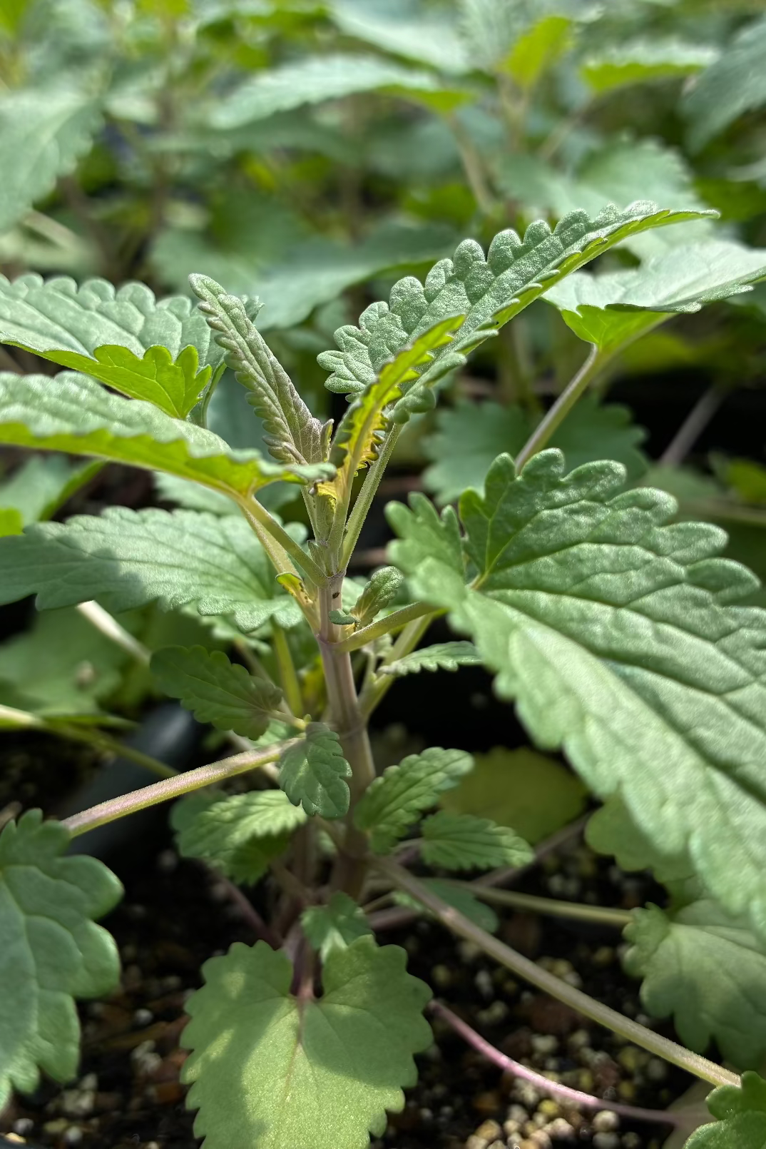 Dried Moldavian Balm herb, Dracocephalum moldavica, from Sow Exotic, showing green leaves and herb texture.