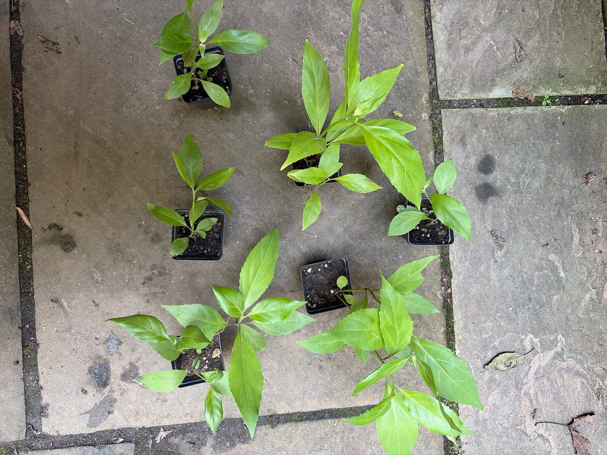 Belize Sage Live Plant (Salvia miniata) – Hummingbird & Pollinator Perennial, Zones 9–11
